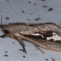 Abantiades (genus) (A Swift or Ghost moth) at Tidbinbilla Nature Reserve - 12 Mar 2021 by kasiaaus