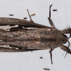 Abantiades (genus) at Paddys River, ACT - 12 Mar 2021 09:47 PM