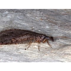 Stenosmylus tenuis (Osmylid lacewing) at Mount Ainslie - 15 Mar 2021 by jb2602