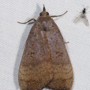 Rhapsa suscitatalis at Paddys River, ACT - 12 Mar 2021