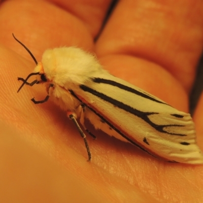 Paramsacta marginata (Donovan's Tiger Moth) at Bonython, ACT - 30 Jan 2021 by MichaelBedingfield
