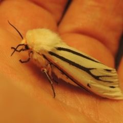 Aloa marginata (Donovan's Tiger Moth) at Pine Island to Point Hut - 30 Jan 2021 by michaelb