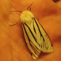 Aloa marginata at Bonython, ACT - 30 Jan 2021