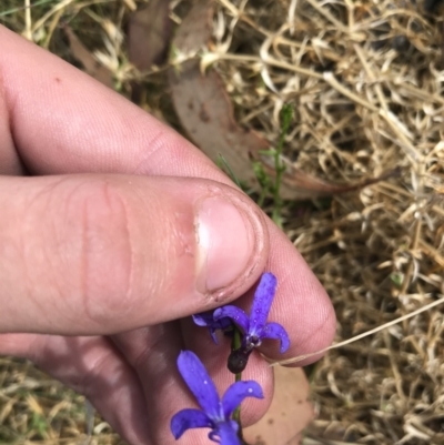 Lobelia dentata/gibbosa (Lobelia dentata or gibbosa) at Kosciuszko National Park - 7 Mar 2021 by Tapirlord