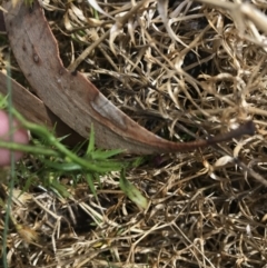 Lobelia dentata/gibbosa at Bimberi, NSW - 7 Mar 2021