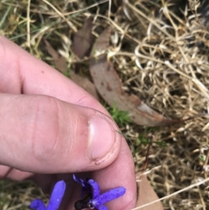 Lobelia dentata/gibbosa at Bimberi, NSW - 7 Mar 2021