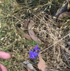 Lobelia dentata/gibbosa at Bimberi, NSW - 7 Mar 2021