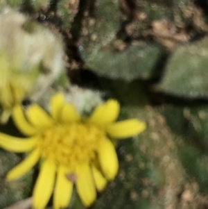 Cymbonotus sp. (preissianus or lawsonianus) at Tantangara, NSW - 7 Mar 2021