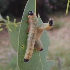 Pseudoperga sp. (genus) (Sawfly, Spitfire) at Conder, ACT - 28 Jan 2021 by MichaelBedingfield