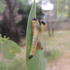 Pseudoperga sp. (genus) at Conder, ACT - 28 Jan 2021