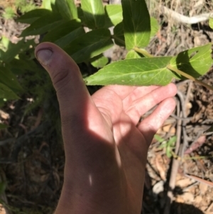 Veronica derwentiana at Tantangara, NSW - 7 Mar 2021