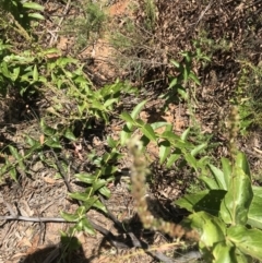 Veronica derwentiana at Tantangara, NSW - 7 Mar 2021 01:43 PM