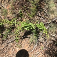 Veronica derwentiana at Tantangara, NSW - 7 Mar 2021 01:43 PM