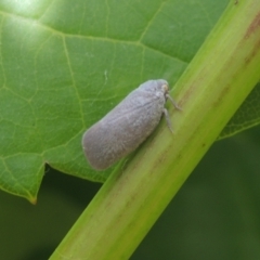 Anzora unicolor (Grey Planthopper) at Conder, ACT - 12 Jan 2021 by MichaelBedingfield