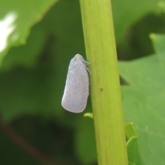 Anzora unicolor at Conder, ACT - 12 Jan 2021