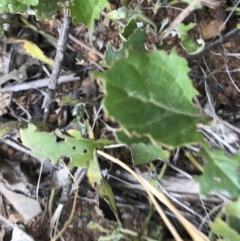 Goodenia hederacea subsp. alpestris at Tantangara, NSW - 7 Mar 2021 by Tapirlord