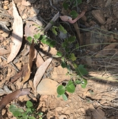 Goodenia hederacea subsp. alpestris at Tantangara, NSW - 7 Mar 2021