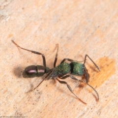 Rhytidoponera metallica (Greenhead ant) at Stromlo, ACT - 16 Mar 2021 by Roger