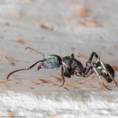 Rhytidoponera metallica at Stromlo, ACT - 17 Mar 2021