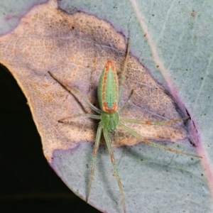 Araneus talipedatus at Coree, ACT - 17 Mar 2021