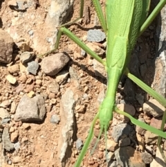 Didymuria violescens at Kosciuszko National Park - 7 Mar 2021 01:55 PM