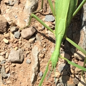 Didymuria violescens at Kosciuszko National Park - 7 Mar 2021