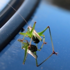 Conocephalomima barameda (False Meadow Katydid, Barameda) at Macarthur, ACT - 14 Mar 2021 by RodDeb