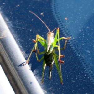 Conocephalomima barameda at Macarthur, ACT - 15 Mar 2021