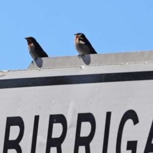 Hirundo neoxena at Paddys River, ACT - 15 Mar 2021 11:20 AM