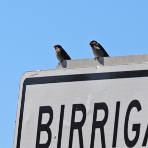 Hirundo neoxena at Paddys River, ACT - 15 Mar 2021 11:20 AM