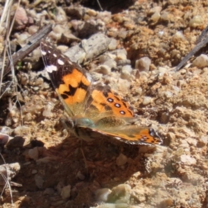 Vanessa kershawi at Paddys River, ACT - 15 Mar 2021