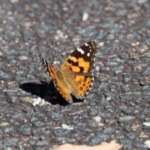 Vanessa kershawi at Paddys River, ACT - 15 Mar 2021 03:19 PM