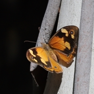 Heteronympha merope at Paddys River, ACT - 15 Mar 2021