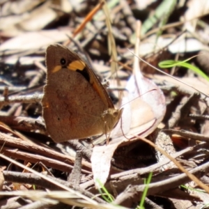 Heteronympha merope at Paddys River, ACT - 15 Mar 2021