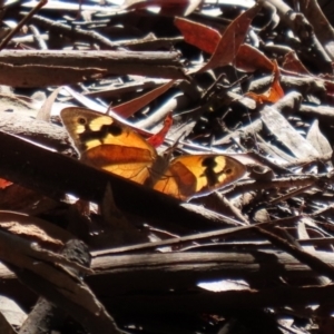 Heteronympha merope at Paddys River, ACT - 15 Mar 2021