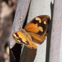 Heteronympha merope at Paddys River, ACT - 15 Mar 2021