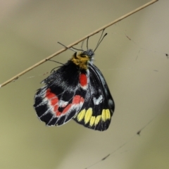 Delias harpalyce (Imperial Jezebel) at Paddys River, ACT - 15 Mar 2021 by RodDeb