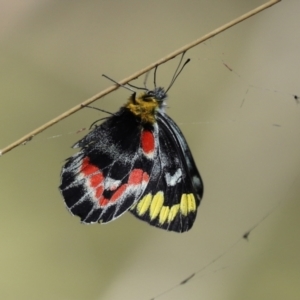 Delias harpalyce at Paddys River, ACT - 15 Mar 2021 03:26 PM