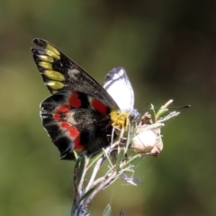 Delias harpalyce at Paddys River, ACT - 15 Mar 2021 03:26 PM