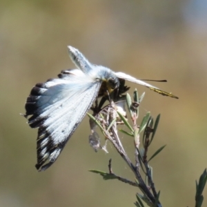 Delias harpalyce at Paddys River, ACT - 15 Mar 2021 03:26 PM