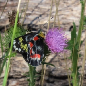 Delias harpalyce at Paddys River, ACT - 15 Mar 2021