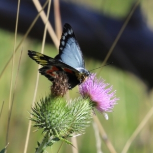 Delias harpalyce at Paddys River, ACT - 15 Mar 2021 03:26 PM