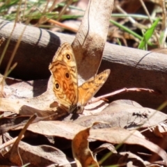 Geitoneura acantha (Ringed Xenica) at Paddys River, ACT - 15 Mar 2021 by RodDeb