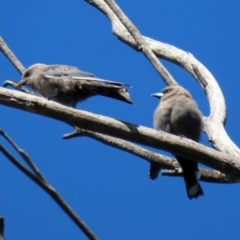 Artamus cyanopterus cyanopterus (Dusky Woodswallow) at Paddys River, ACT - 15 Mar 2021 by RodDeb