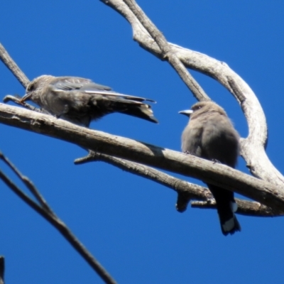 Artamus cyanopterus cyanopterus (Dusky Woodswallow) at Tidbinbilla Nature Reserve - 15 Mar 2021 by RodDeb