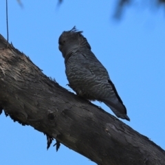 Callocephalon fimbriatum (Gang-gang Cockatoo) at Paddys River, ACT - 15 Mar 2021 by RodDeb