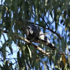 Callocephalon fimbriatum at Paddys River, ACT - suppressed