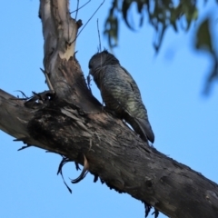 Callocephalon fimbriatum at Paddys River, ACT - 15 Mar 2021