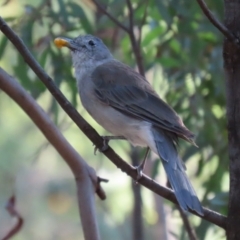 Colluricincla harmonica (Grey Shrikethrush) at Paddys River, ACT - 15 Mar 2021 by RodDeb