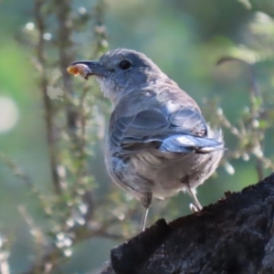 Colluricincla harmonica at Paddys River, ACT - 15 Mar 2021